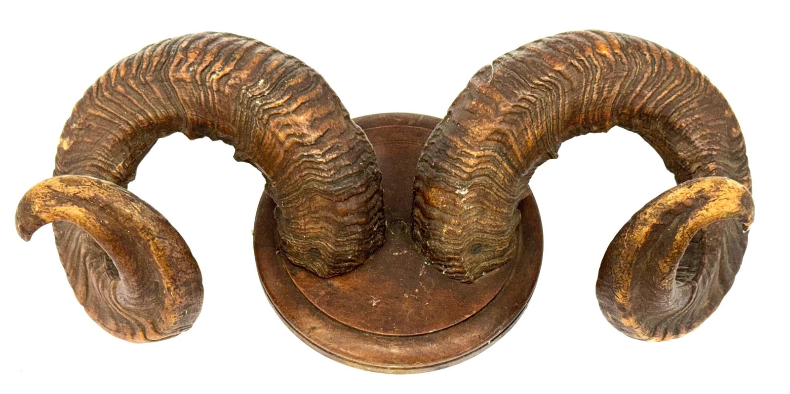 Big Horn Sheep Antler Wood Plaque: Big Horn Sheep Antler Wood Plaque. The Big Horn Sheep Antler plaque is in very nice used condition. The horns are in a dark brown color. The horns are mounted to a round wood plaque. Plaque measures 8
