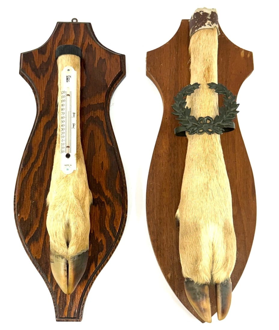 Whitetail Deer Foot Thermometer and Leg Mount: Whitetail Deer Foot Thermometer and Leg Mount.? The two Whitetail deer leg mounts are in very nice used condition.? Mounts measure 14 & 14.5 inches long.? One of the deer feet obtains a thermometer.? 