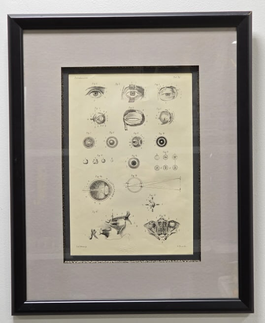 Raimundo Petraroja "Organ Of Seeing" Lithograph: Circa 1863-1879 lithograph by Italian artist Raimundo Petraroja. The original lithograph is titled "Organ of Seeing" and has the artist seal. Sight measures approx 10" across x 14-3/4" tall, framed me