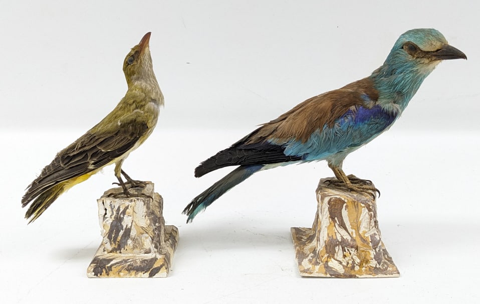 Pair Of Victorian Taxidermy Bird Mounts (1 of 11)