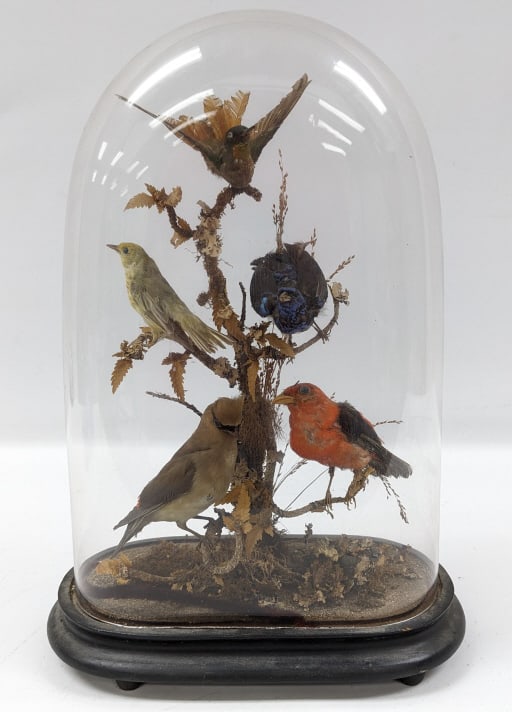 Victorian Taxidermy Bird Group In Glass Dome (1 of 14)