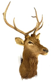 3x5 Bull Elk Shoulder Mount