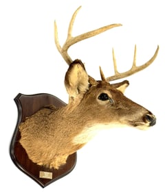 8 Point White Tail Deer Shoulder Mount