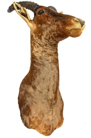 African Tsessebe Shoulder Taxidermy Mount