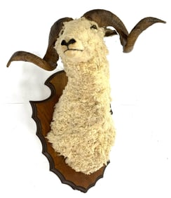 Barbarossa Ram Shoulder Mount