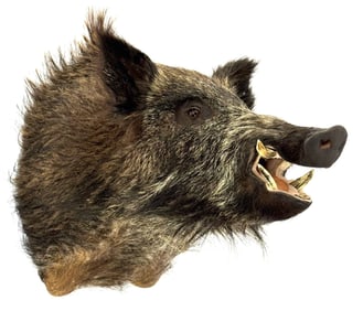 Wild Boar Mounted Head