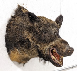 Wild Boar Shoulder Mount Taxidermy