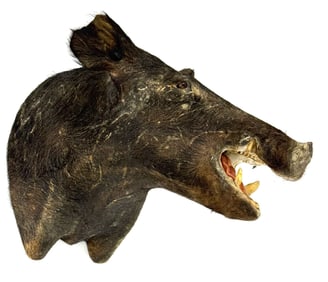 Wild Boar Mounted Head