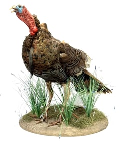 Full Body Turkey Taxidermy Table Top Mount