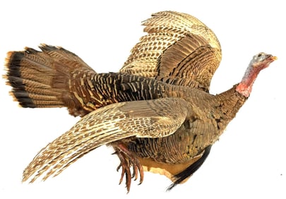 Full Body Flying Turkey Taxidermy Wall Mount.
