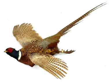 Full Body Flying Pheasant Wall Mount