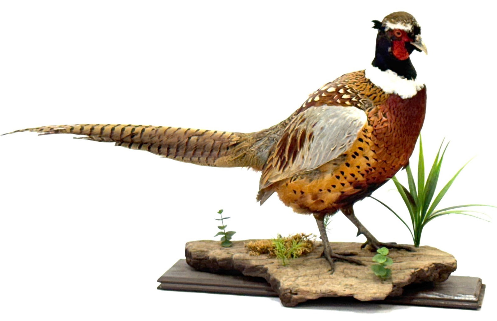 Standing Full Body Ring Neck Pheasant on Stand: Standing Full Body Ring Neck Pheasant on Stand.? The Ring Neck Pheasant on Stand is in very nice used condition.? The pheasant measures 30 inches in length.? Pheasant was shot in Northern Indiana on a