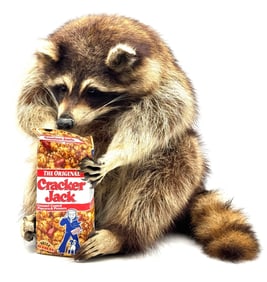 Rocky the Cracker Jack Eating Trophy Mount Pet Raccoon