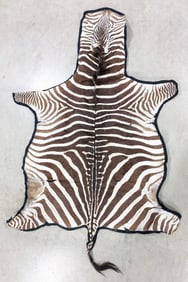 African Zebra Hide Rug w/ Face & Tail
