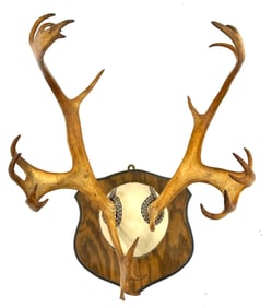 Mounted Caribou Skull Antlers