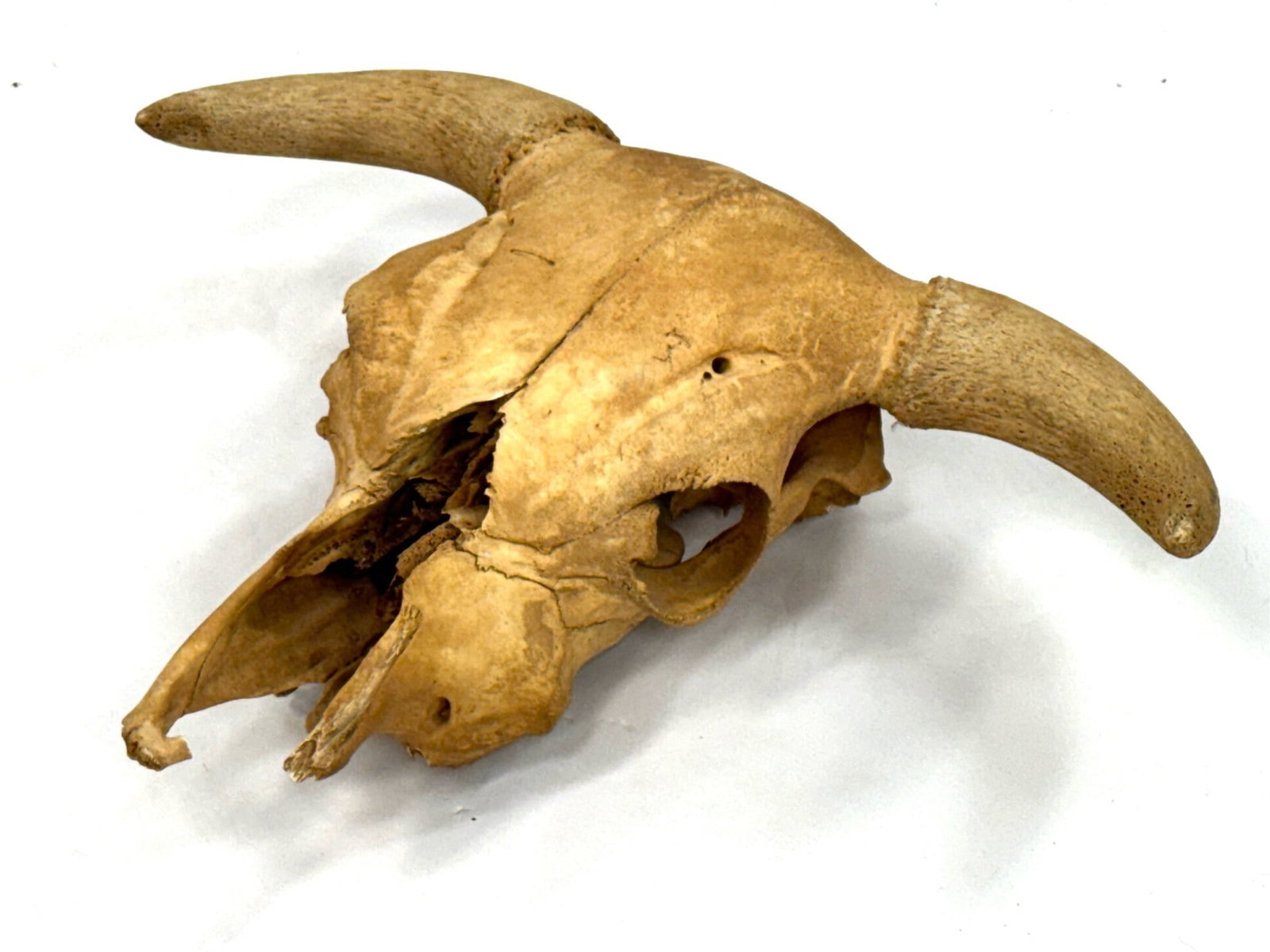 North American Cow Head Skull with Horns: North American Cow Head Skull with Horns.? The North American Cow Head Skull is in very nice used condition.? Skull measures 23 x 17.5 inches.? A very impressive decoration or conversation starter.? S