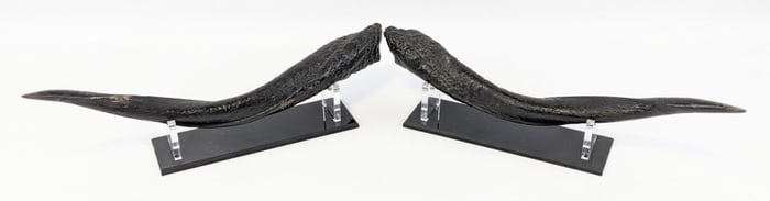 Number 2 ALL TIME RECORD Chobe Bushbuck Horns