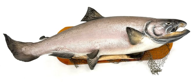 King Salmon Taxidermy Mount on Wood Platform