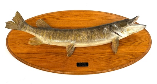 13 Pound Mounted Muskie on Wood Platform