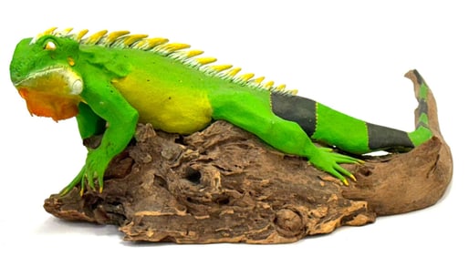 Richard the Iguana Wood Sculpture on Driftwood