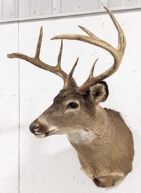 9-Point Whitetail Deer Shoulder Mount Taxidermy