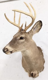 8-Point Whitetail Deer Shoulder Mount Taxidermy