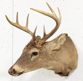 8-Point Whitetail Deer Shoulder Mount Taxidermy