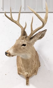 8-Point Whitetail Deer Shoulder Mount Taxidermy