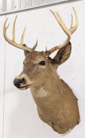 Vtg 10-Point Whitetail Deer Shoulder Mount Taxidermy