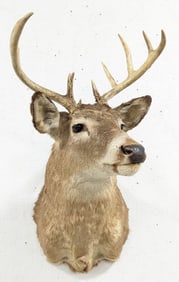 11-Point Whitetail Deer Shoulder Mount Taxidermy