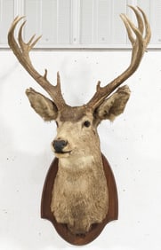 Vtg 12-Point Mule Deer Shoulder Mount Taxidermy on Plaque