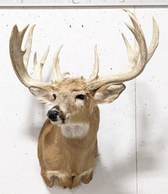 Trophy Level Typical 12-Point Whitetail Deer Shoulder Mount Taxidermy
