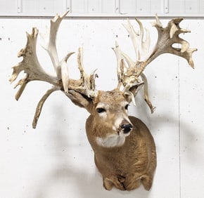 31-Point Non-Typical Whitetail Deer Taxidermy Shoulder Mount