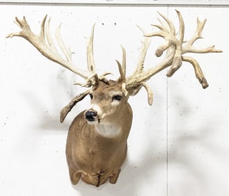 20+ Point Non-Typical Whitetail Deer Shoulder Mount Taxidermy