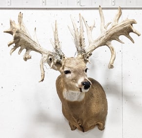 26+ Point Non-Typical Whitetail Deer Shoulder Mount Taxidermy