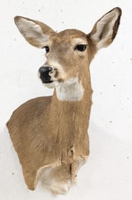 Whitetail Deer Doe Shoulder Mount Taxidermy