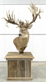 Non-Typical Whitetail Deer Shoulder Mount on Base