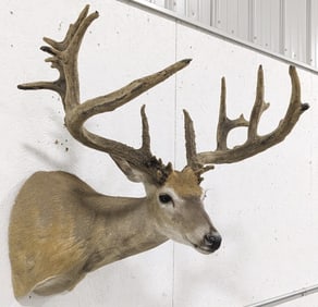 Non-Typical 21-Point Whitetail Deer Shoulder Mount