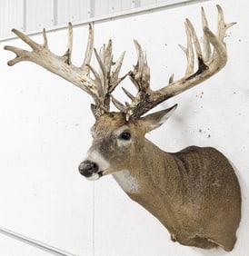 Non-Typical 41-Point Whitetail Deer Shoulder Mount