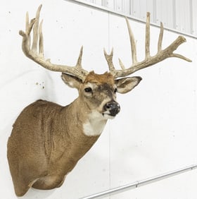 Non-Typical 13-Point Whitetail Deer Shoulder Mount