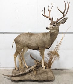 Full Body 12-Point Mule Deer Taxidermy Mount