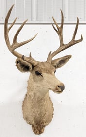 Vtg 12-Point Mule Deer Shoulder Mount Taxidermy