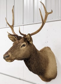 Bull Elk Shoulder Mount Taxidermy