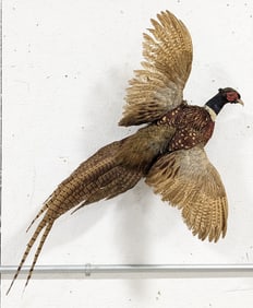 Ring Necked Pheasant Full Body Taxidermy Wall Mount