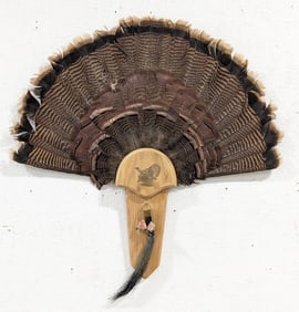 34in Turkey Fan Display w/ Talons & Beard on Plaque