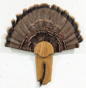 29in Turkey Fan Display w/ Beard on Plaque