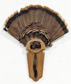 24in Turkey Fan Display w/ Beard on Plaque