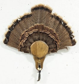 24in Turkey Fan Display w/ Talons & Beard on Plaque