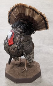 Full Body Tom Turkey Taxidermy Mount on Base