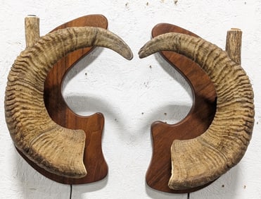 Bighorn Sheep Rams Horn Wall Sconces